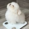 愫's profile picture