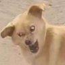 Profilbild von 何完美