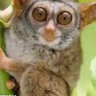 IsThatYourMinky profil fotoğrafı