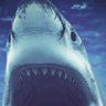 Shark Bite's profile picture