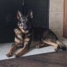 Jack good boi Daniel’s profil fotoğrafı