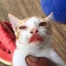 ぎゃお's profile picture