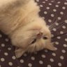 kucing polka 的头像