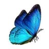 🦋Blue Morpho 的头像
