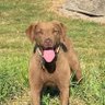 Chesapeake Man profil fotoğrafı