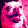 woke dog turd™️'s profile picture