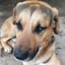 Dago ♈ profil fotoğrafı