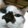 Profilbild von 女王様(ニャンコ)
