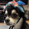 まめ ( -᷄‧̫̮-᷅ )'s profile picture