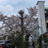 マ―くん profil fotoğrafı