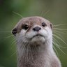 尾崎リズム感 profil fotoğrafı