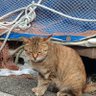 みぞぴん profil fotoğrafı