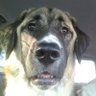 Archie, Ralphie, Fido, Milo, old guy and weeds's profile picture