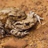 Фото профиля FreakyToads