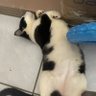 FranGS profil fotoğrafı