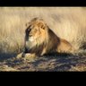 Profilbild von Aslan