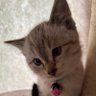 ブレア 的头像