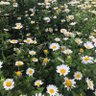 sny🌻💛💙 profil fotoğrafı