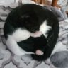 fishafou's profile picture