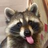 raccoon aesthetic. profil fotoğrafı
