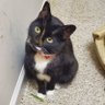 Catdad69 profil fotoğrafı