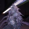 Home Growers 420 Thailand's profile picture