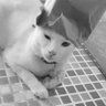 Thans's profile picture