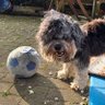 Josii 💯's profile picture