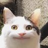 Profilbild von ウィッキーガイジ小林🤙🏻