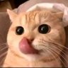 pasukan coli🤣🤣🤣's profile picture