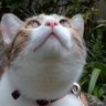 Profilbild von U-1 mecobonita