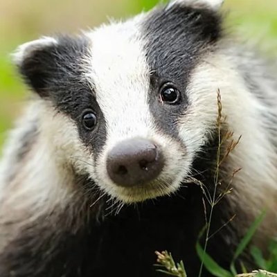 TheLocalBadger's profile picture