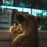 Ómò Ékún 🦁 profil fotoğrafı