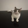 cho cho's profile picture