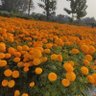 DP Acharya profil fotoğrafı