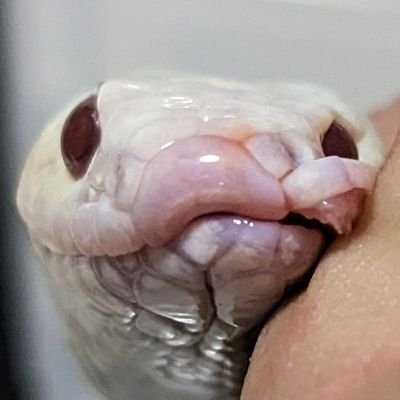 nekosuki6661723's profile picture