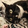 黒猫 profil fotoğrafı
