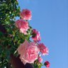 Фото профиля 🎀🎀🎀🎀