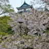 花咲シノブ 的头像