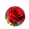 melek's profile picture