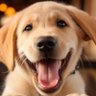 Cachorro Caramelo 😎's profile picture
