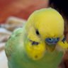 Arata Zen profil fotoğrafı