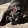 Nettylight's profile picture