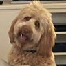 Big Si's profile picture