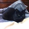 kiki profil fotoğrafı
