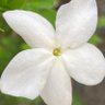 Jasmine 的头像