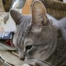 ヤス*。٩(ˊᗜˋ*)و*。 profil fotoğrafı