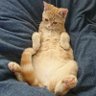 甘露煮。🐈🐈🐈🐾🐾🐾's profile picture