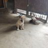 Dev Saini profil fotoğrafı