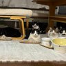 Фото профиля それがしは猫